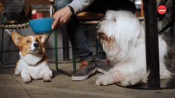 Dogs International Dog Day GIF by BuzzFeed