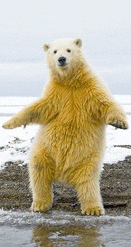 鵺空ヽ ﾟ ﾟ ノ Dancing Polar Bears 站立時要平衡的北極熊看起來 超像 在跳舞 M600w4 Plurk