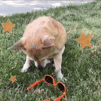 Super-star GIFs - Get the best GIF on GIPHY