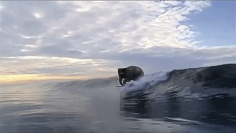 elephant surfing GIF