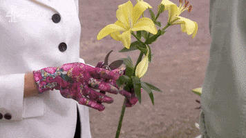This Is War Flower GIF by Hollyoaks