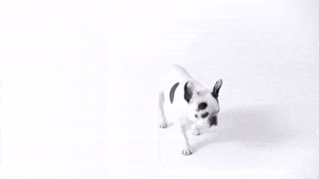Oh Yeah Dog GIF by PC Music