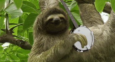 Sloth Banjo GIF