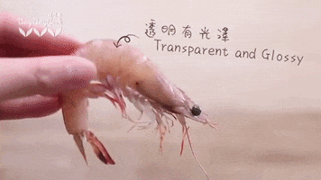 Prawn GIF
