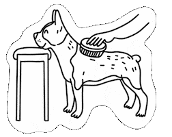 Boston Terrier Dog Sticker