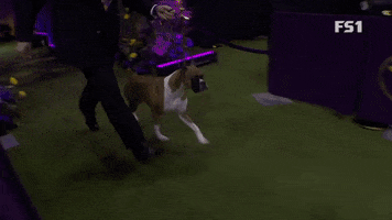 Westminster Dog Show Boxer GIF by Westminster Kennel Club