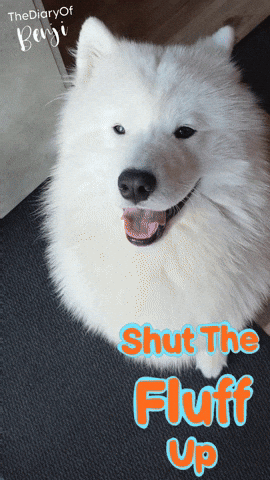 Stop No GIF