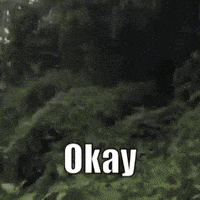 Featured image of post Ok Meme Gif