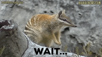 BiaraChews what wait what what the numbat GIF
