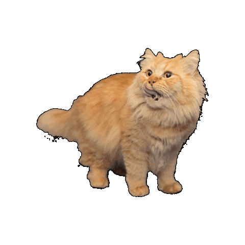 25Cats Sticker by Gray Hat Films