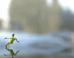 Video gif. In shallow water, a weird looking lizard flops around on two legs like he’s clumsily running. His big flipper feet splash with heavy steps and his arms fling around haphazardly. Water flings all around him. 