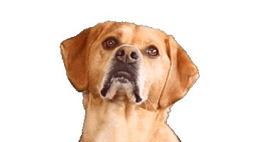 Milo Sticker by OrangeOwl