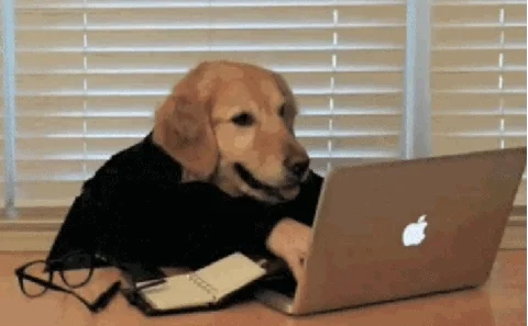 dog work computer type GIF