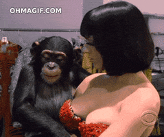 monkey touching GIF