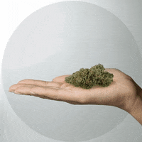Weed-smoking GIFs - Get the best GIF on GIPHY