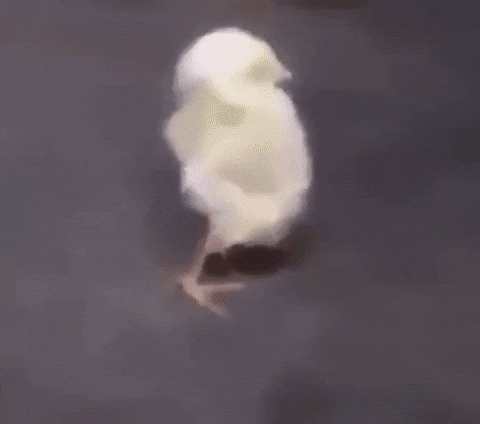 giphy.gif?cid=ecf05e47d70d22d2e38f2a9356b6a82e23c9f0e9ec33d636&rid=giphy.gif