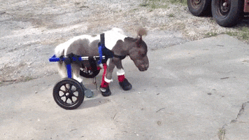 horse stepping GIF by Digg