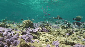 Fish Tank Ocean GIF by U.S. Fish and Wildlife Service