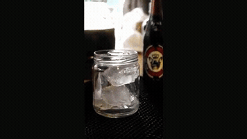 videoperronegro  GIF