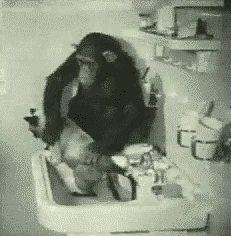 giphy.webp