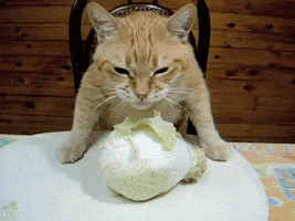 Corned Beef And Cabbage Cat GIF