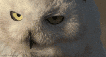 david attenborough owl GIF by Head Like an Orange
