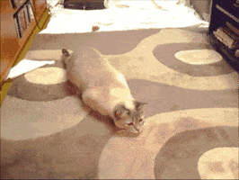 cat wiggle shaking