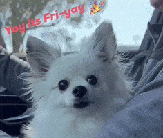 romeomama friday tgif chihuahua cute dog GIF