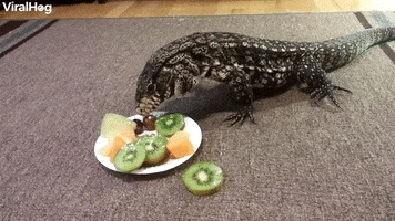 Winston The Tegu Eating Fruit GIF by ViralHog