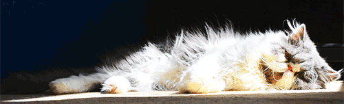  cat animals animal persian cat fluffy cat GIF
