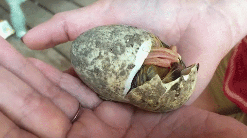 duck hatchling GIF
