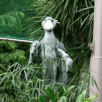 sassy stork GIF