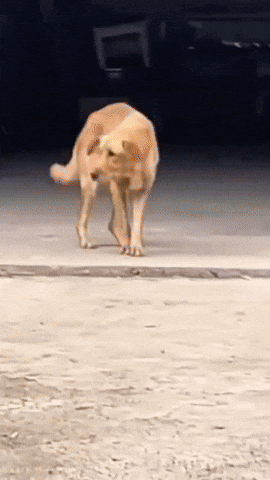 Dance Dog GIF