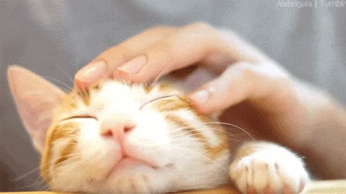 giphy.gif?cid=ecf05e47ae5476678e1ac9c697