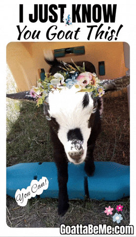 Believe In You Lets Go GIF by Goatta Be Me Goats! Adventures of Java, Toffee, Pumpkin and Cookie!