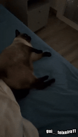 Cat Tt GIF