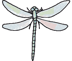 Butterfly Dragonfly Sticker by Luiza Negreiros Dermato