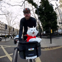 Cat Wearing Reindeer Costume Takes Bike Ride
