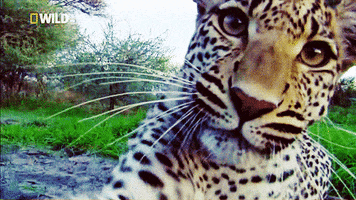 close up jaguar GIF