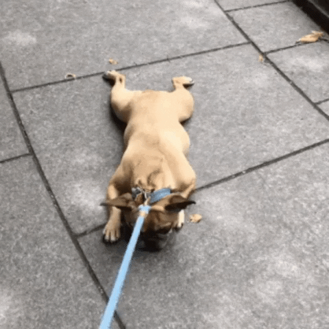 Frenchie GIF