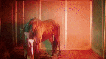 horse hors avey tare farmwave GIF