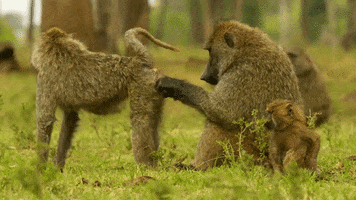 Family Grooming GIF by Discovery