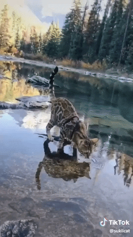 tiktok cat water adventure forest GIF