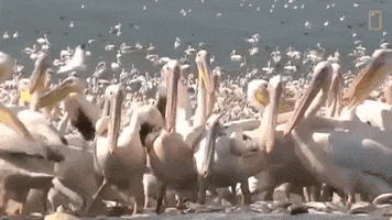 pelican GIF by Nat Geo Wild