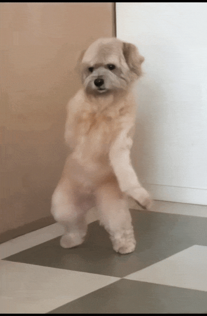 Star Wars Dog GIF