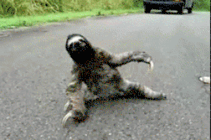 Tired Sloth GIF
