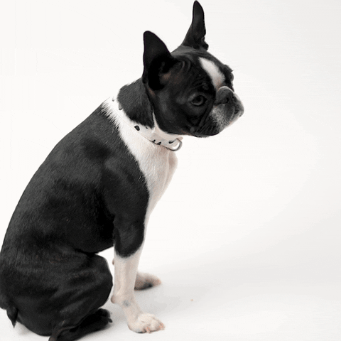 Boston Terrier Fist Bump GIF by Rover.com - Find & Share on GIPHY