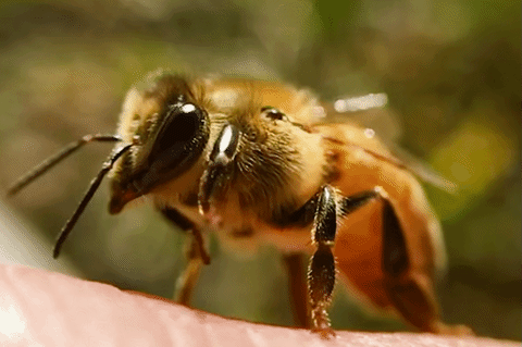 Pszczoła miodna GIF