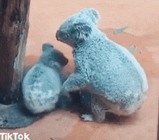 Video gif. A baby koala bear hugs its mother, then begins to cuddle her.