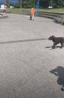 Dog Go Outside GIF